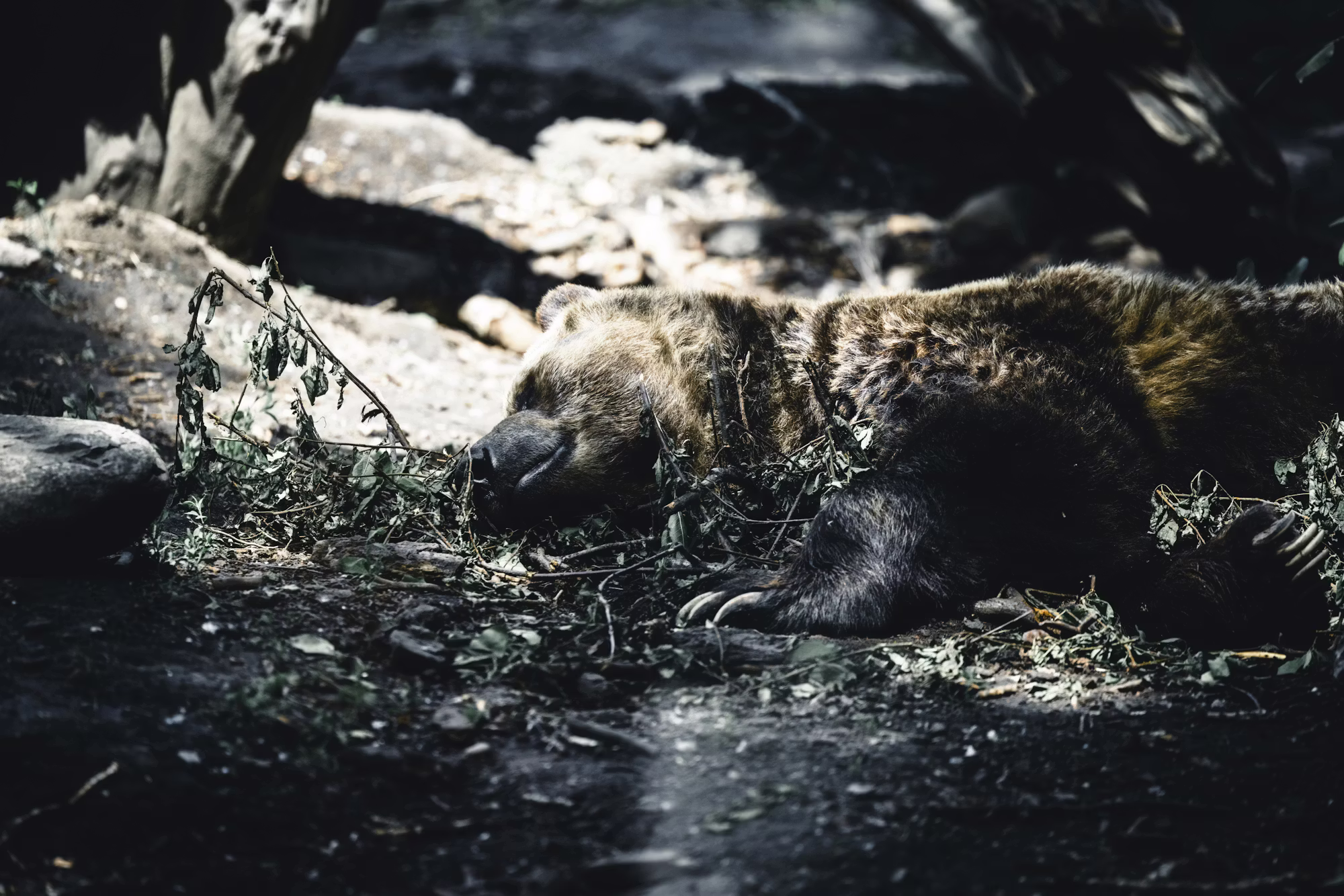 Exploring the Wonders of National Parks: A Guide for Adventurers